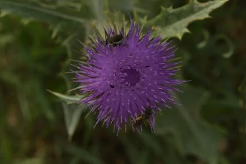 Two types of bees collect pollen on Flower Burdock Stock-Fotos