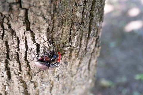 Two types of beetles are breeding on a tree trunk in early spring Stock Photos