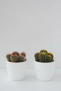 Two types of cacti in white pots. Stock Photos