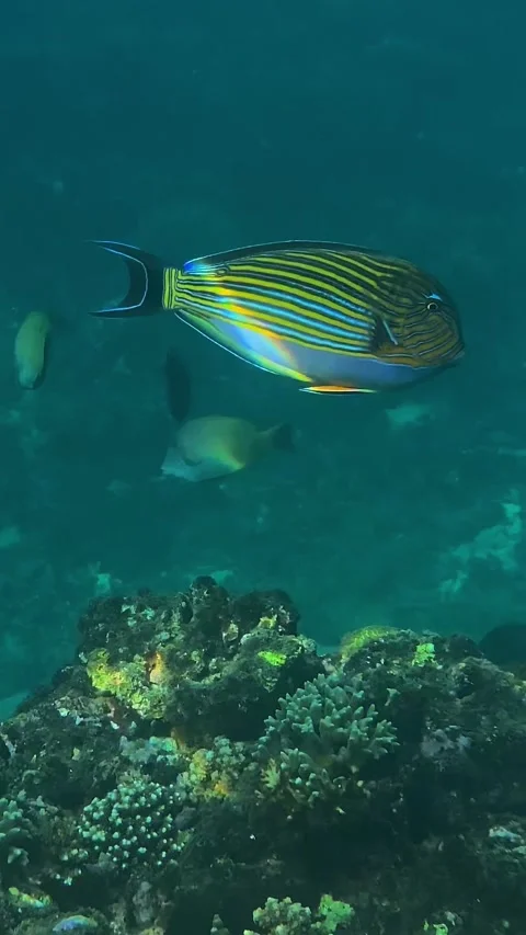 Two types of colorful fish move over coral reef in clear water Stock Footage 331883154