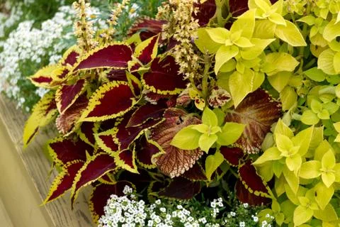 Two types of decorative dioecious nettle in a flower pot. Stock Photos