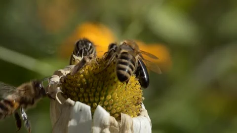 Two types of honeybees try to collect pollen from a drying chamomile. Video stock 139248510