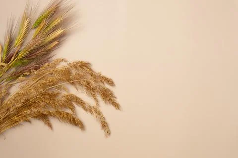Two types of spikelet grass on a beige background. Copy space. Flat lay, to.. Stock Photos