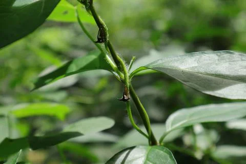 Two typical Treehopper insect sitting on top of a hairy wild vine stem Foto stock
