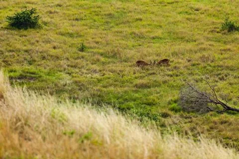 Two Ugandan kobs confronting each other. Queen Elizabeth National Park, Uganda Stock Photos