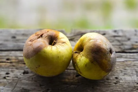 Two ugly rotten apples. Unprocessed fruits. Natural farming. Close up. Blurre Stock Photos