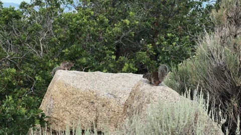 Two Uinta ground squirrels perched on a large boulder Stock Footage 340535970