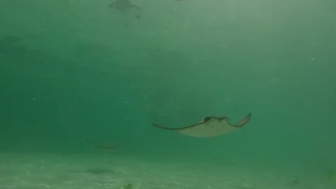 Two underwater stingrays swimming close by camera Stock Footage 107382118