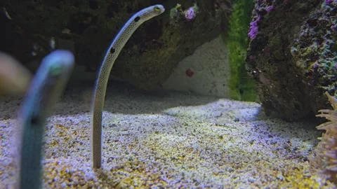 Two underwater worm fish eel Video stock 252656791