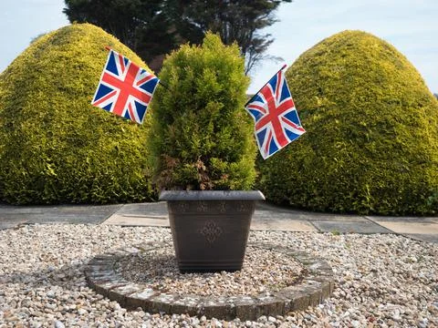 Two Union Jack flags have been placed in a shrub in a front garden.Patriotic Stock Photos