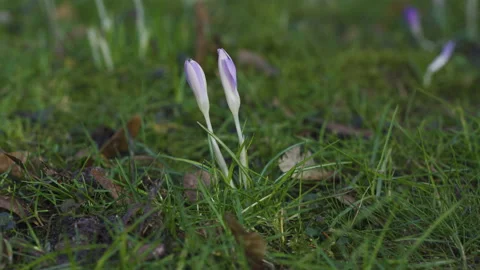 Two unopened crocuses in a green meadow. Closeup. Stock Footage 149994568