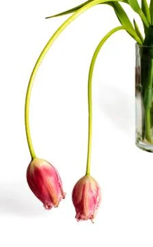 Two unopened tulip Foto stock