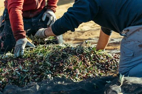 Two unrecognizable farm workers performing olive harvesting tasks Stock Photos