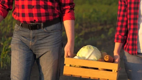 Two unrecognizable farmer carrying crate with organic vegetable harvest closeup Stock Footage 276881887