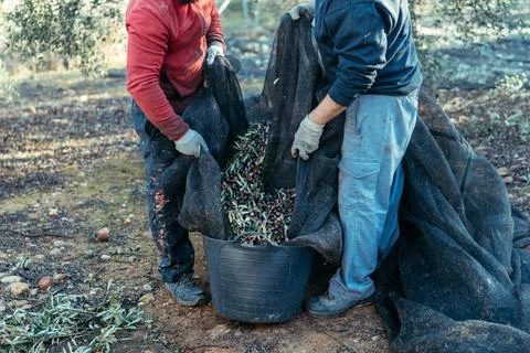 Two unrecognizable workers pour the olives contained in a net Stock Photos