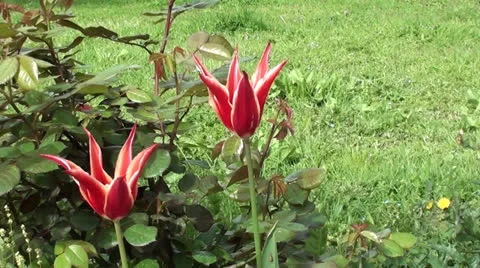 Two unusual  tulips 2 Stock Footage 25182476