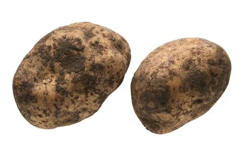 Two unwashed potatoes Stock Photos