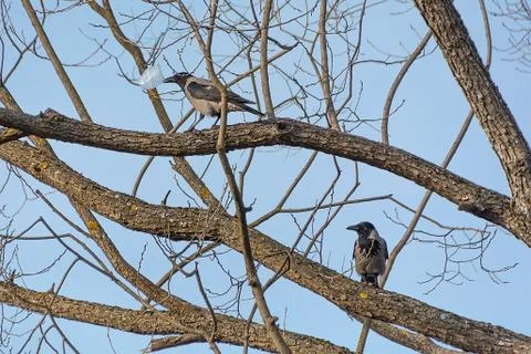 Two urban crows perching on a tree branch in a park with empty plastic cap Stock Photos