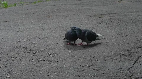 Two Urban Pigeons Cuddling on Pavement Close Together City Birds Showing Affecti Stock-Footage 337948883