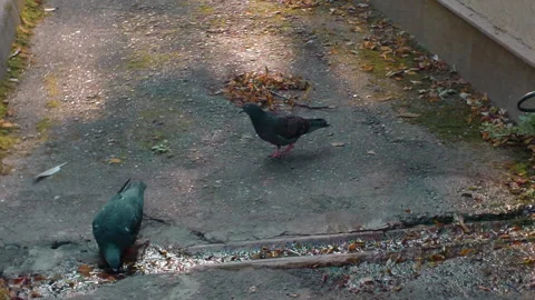 Two urban pigeons drinking from a small rainwater stream during a hot sunny day Stock Footage 340130331