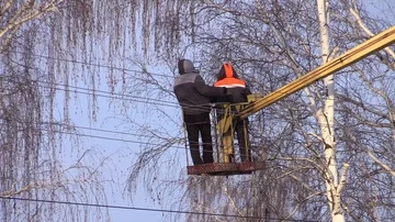 Two utility workers cut the tall trees in the cradle autotower Stock-Footage 85793411