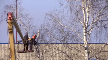 Two utility workers cut the tall trees in the cradle autotower Stock Footage 85794118
