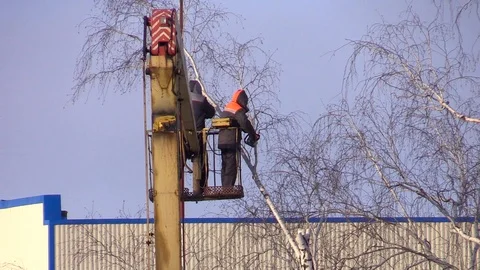 Two utility workers cut the tall trees in the cradle autotower Stock Footage 85794288
