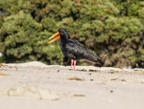 Two variable oyster-catcher black variant standing together Fotos de archivo