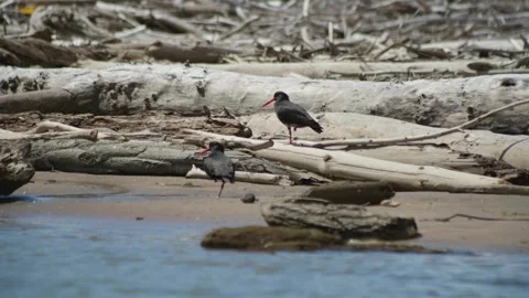 Two Variable Oystercatcher Waiting on One Leg Видео 253910203