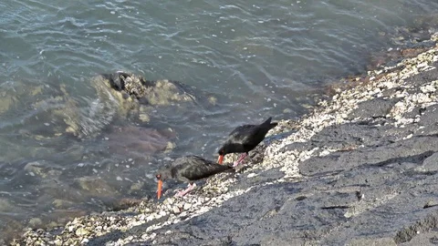 Two variable oystercatchers Video stock 114209642