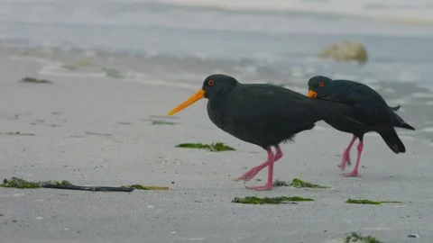 Two variable oystercatchers walking on a sandy beach shore in telephoto shot Stock Footage 344440351