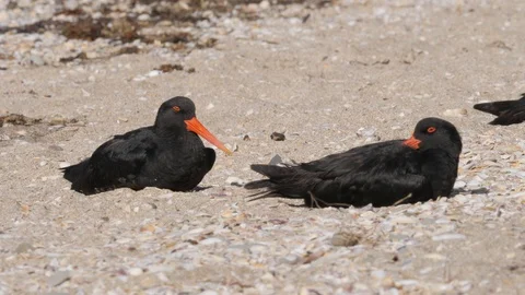 Two variable oystercather resting on a beach Stock Footage 108120252