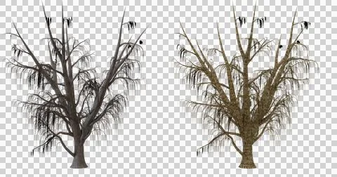 Two variations of a spooky, bare tree Stock Photos