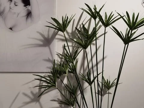 Two vase with bushes on the side table Stock Photos