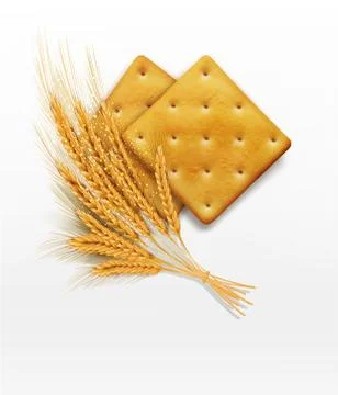 Two vector crackers and wheat ears isolated on white background 스톡 일러스트