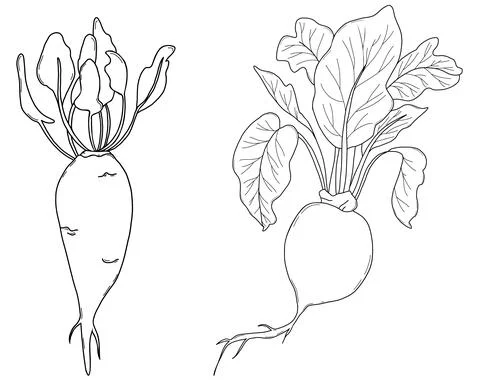 Two vegetables - sweet beet and simple round beet with leaves. Harvest. Vector Stock Illustration