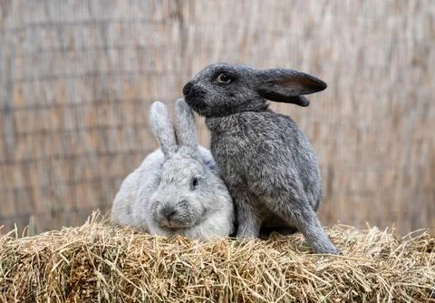 Two veil silver rabbits - medium sized rabbits sit on dry grass Stock Photos