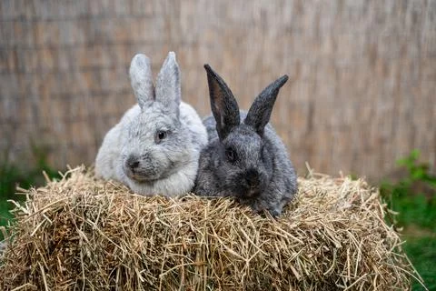 Two veil silver rabbits - medium sized rabbits sit on dry grass on sunny day  Stock Photos