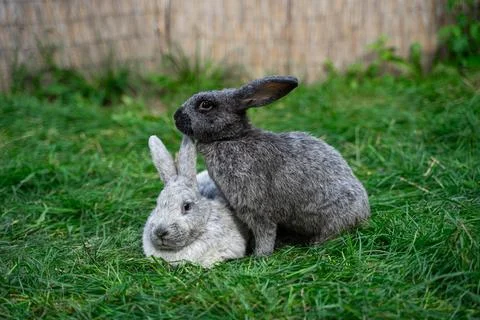Two veil silver rabbits - medium sized rabbits sit on green grass Stock Photos