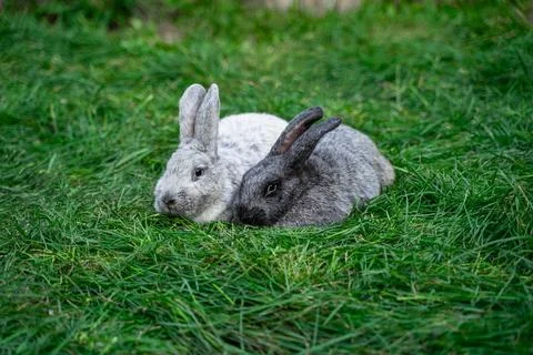 Two veil silver rabbits - medium sized rabbits lie on green grass  Stock Photos