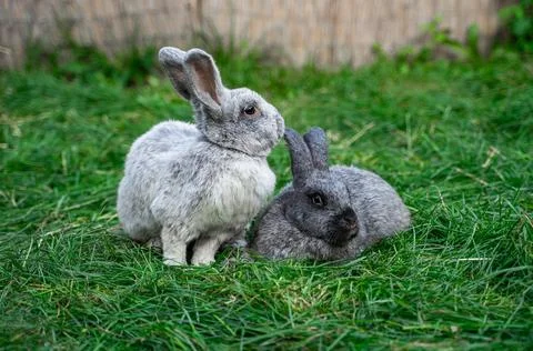 Two veil silver rabbits - medium sized rabbits sit on green grass Stock Photos