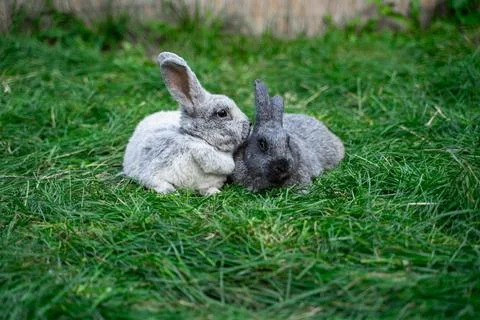 Two veil silver rabbits - medium sized rabbits sit on green grass  Stock Photos