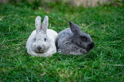 Two veil silver rabbits - medium sized rabbits sit on green grass  Stock Photos