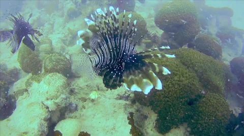 Two venomous Lionfish seen while diving the Indian Ocean in Zanzibar, Tanzania. Stock Footage 35509554
