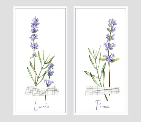Two vertical banners with lavender and tape Stock Illustration