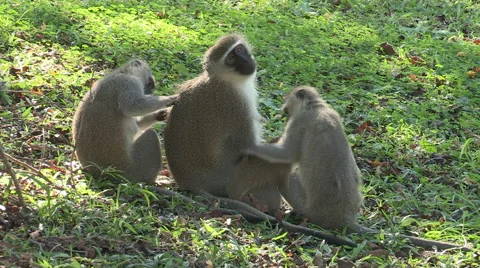Two vervet monkeys are preening and grooming another monkey. Stock Footage 63750870
