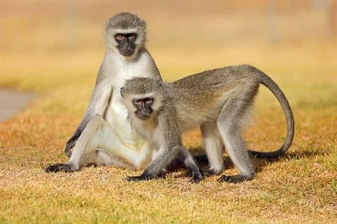 Two vervet monkeys (Cercopithecus aethiops) sitting on the ground Two verv... Foto stock