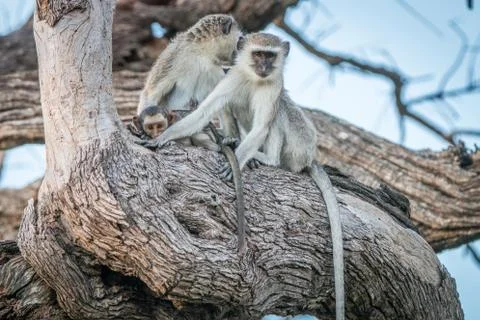 Two Vervet monkeys resting on a tree. Stock Photos