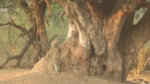Two vervet monkeys sit together on a termite mound at the base of a Nyala berry Stock Footage 345173290