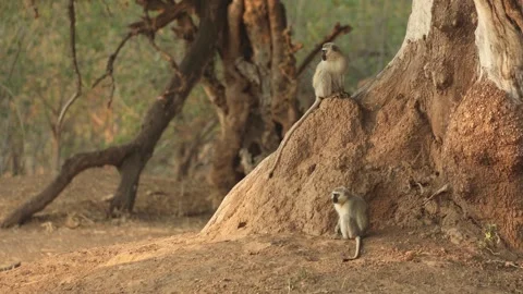 Two vervet monkeys sit together on a termite mound at the base of a Nyala berry Stock Footage 345173389